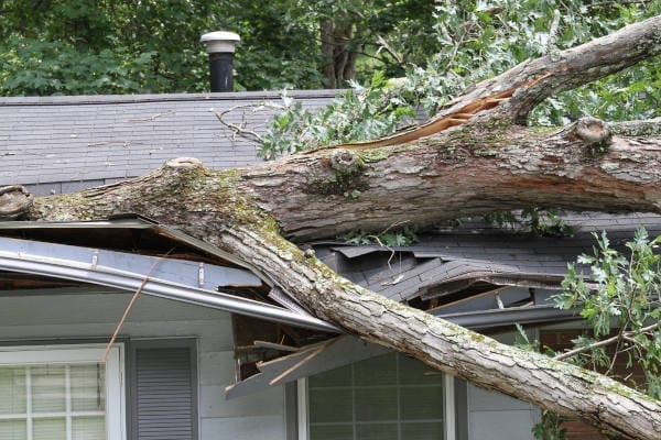 How to Tell If Your Leaning Tree is Unsafe and if it can Be Repaired By R S Landscaping