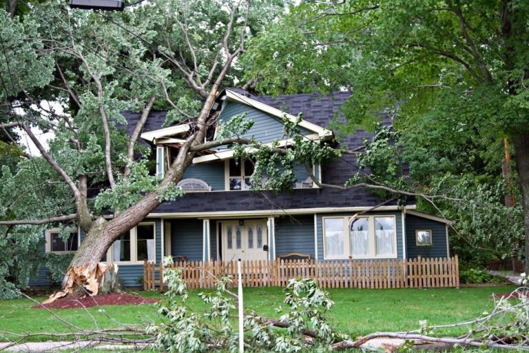 7 Dangerous Tree Warning Signs Homeowners Shouldn’t Ignore