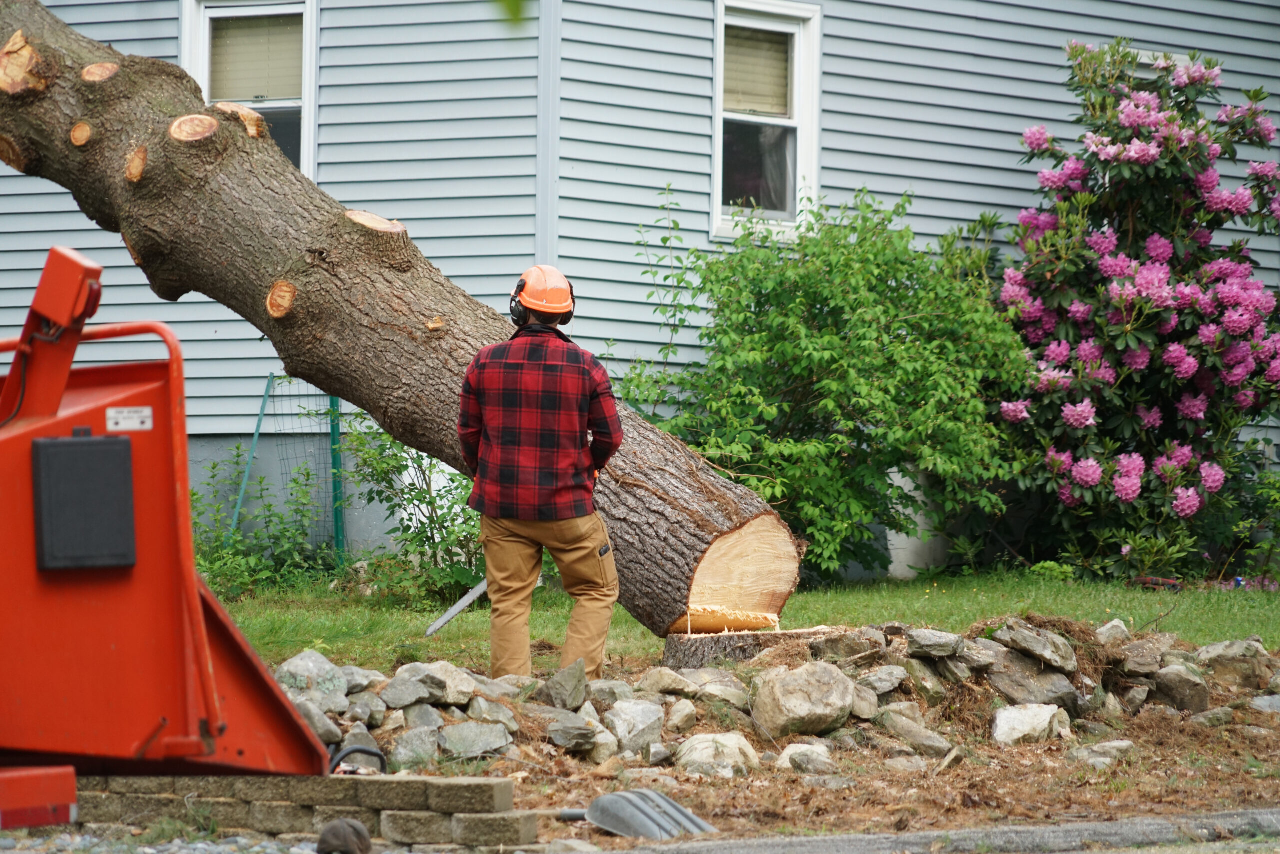 tree care new hampshire tree service