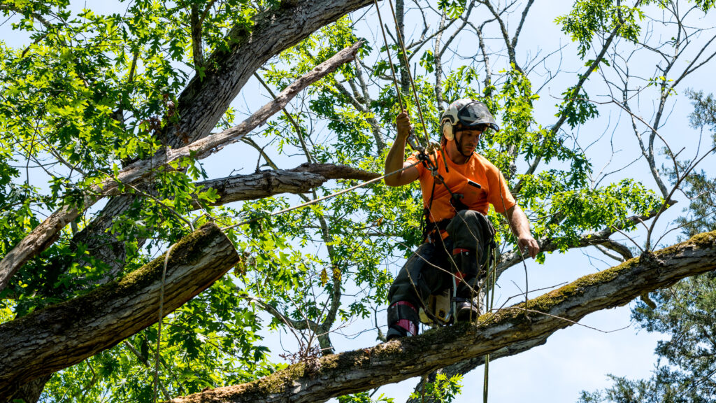 tree care new hampshire tree service