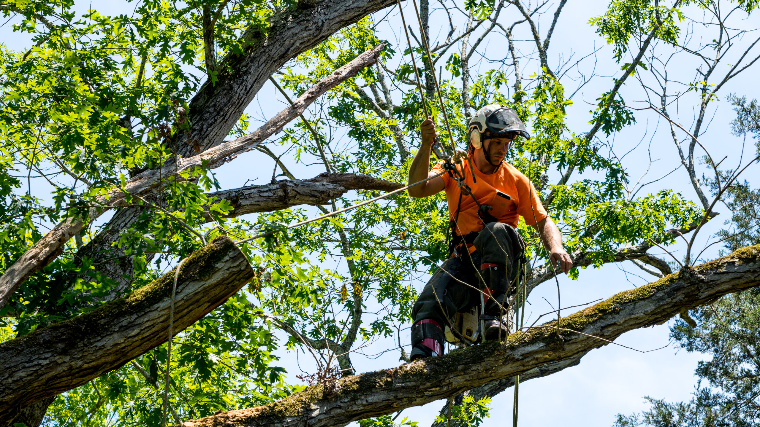 tree care new hampshire tree service