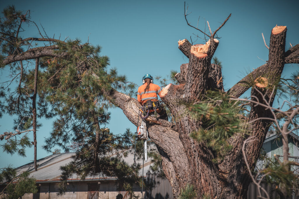 tree care new hampshire tree service