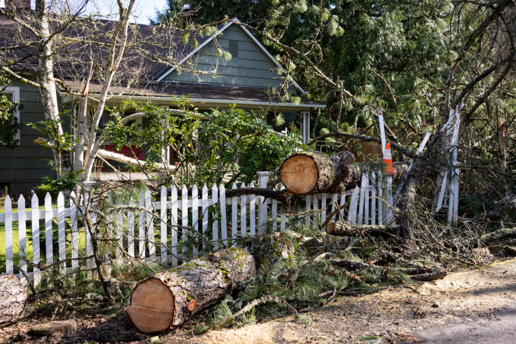 tree care new hampshire insured tree service