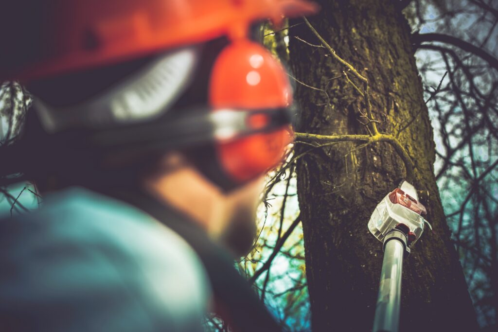 tree care new hampshire insured tree service