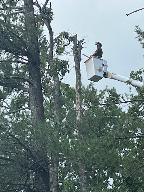 orion tree service lee nh tree company 2 rotated