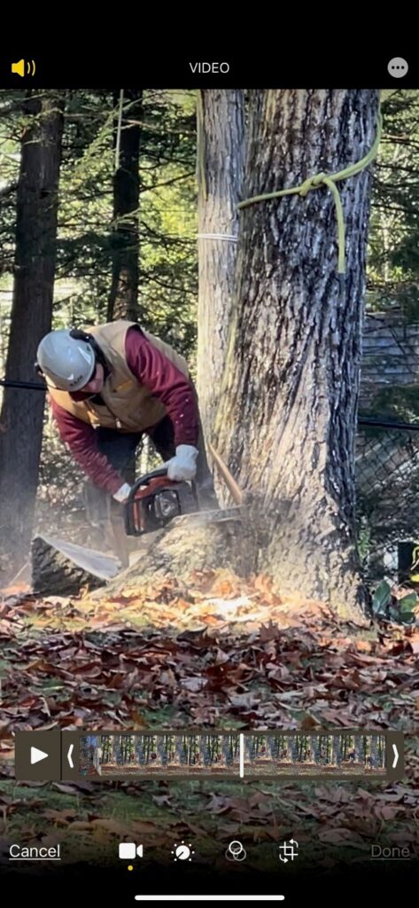 orion tree service new hampshire tree care 1