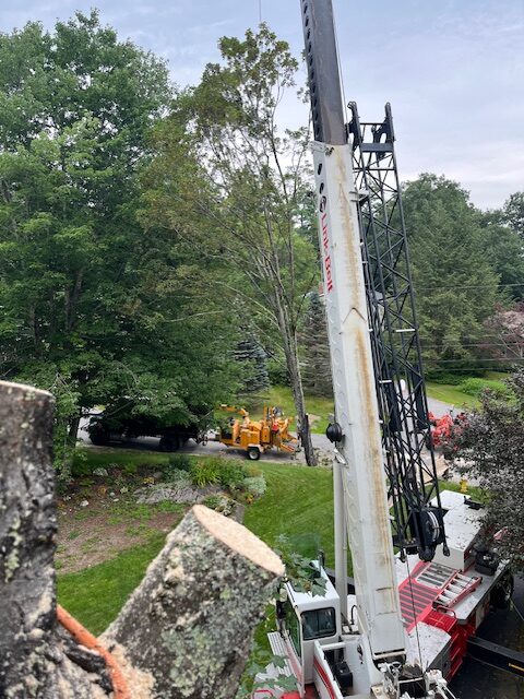 orion tree service new hampshire tree care 1 rotated