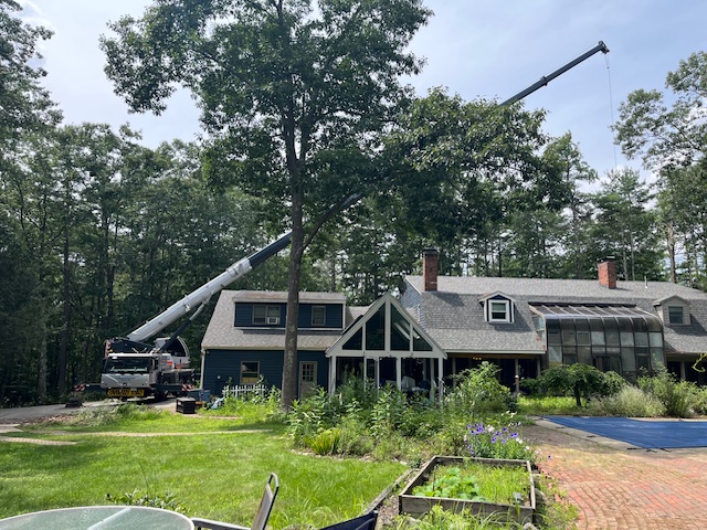 orion tree service new hampshire tree care 2