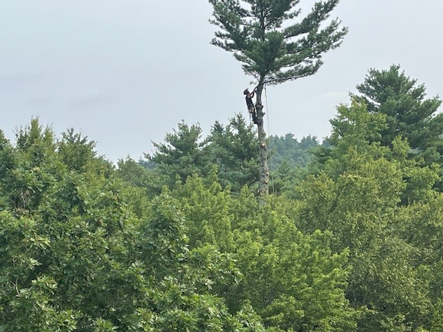 orion tree service new hampshire tree care 2