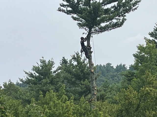 orion tree service new hampshire tree care 3