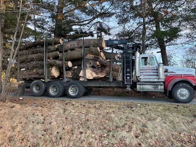 orion tree service new hampshire tree care 5