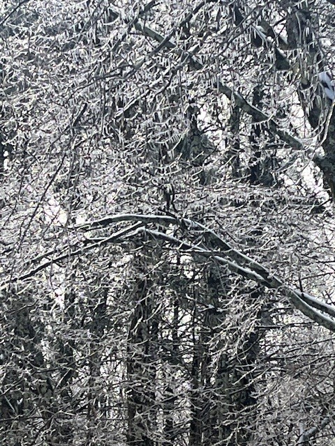 orion tree service new hampshire tree care 7