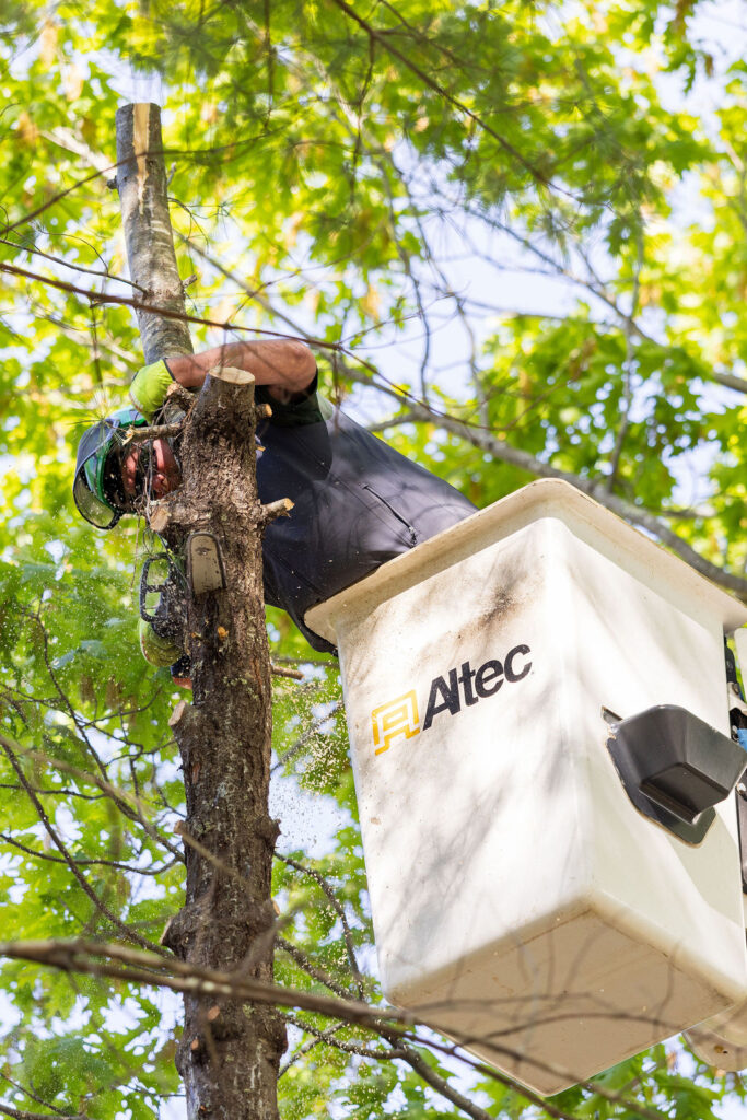 OrionTreeService 12