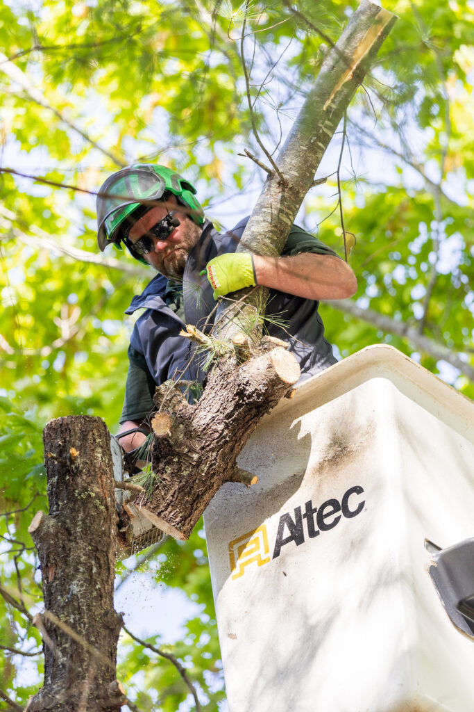 OrionTreeService 13