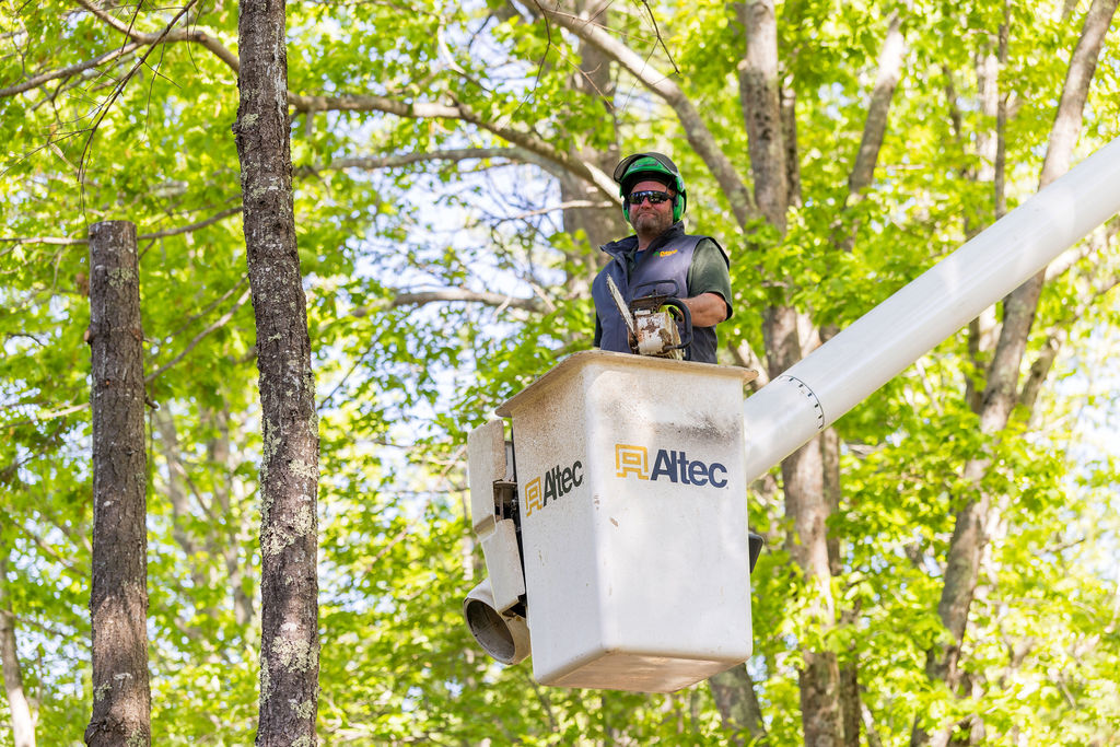 OrionTreeService 16
