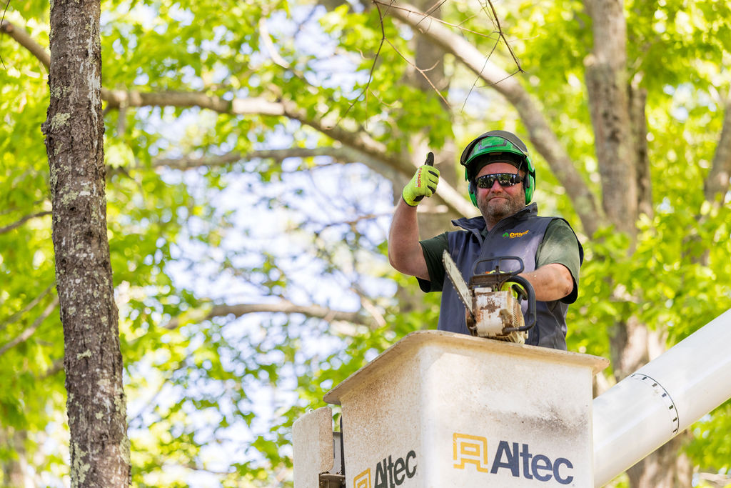 OrionTreeService 18