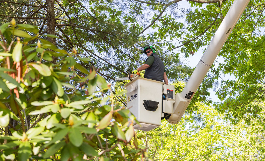 OrionTreeService 2