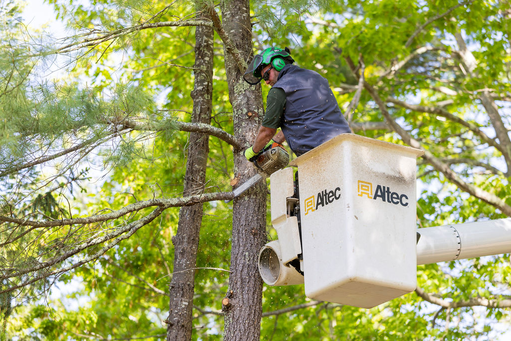 OrionTreeService 25