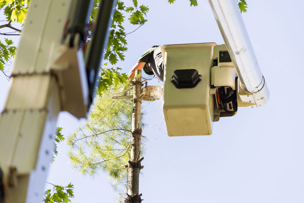 OrionTreeService 39