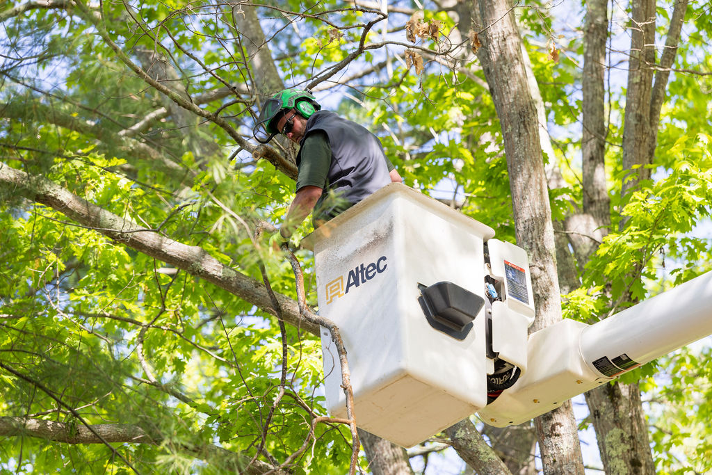 OrionTreeService 4