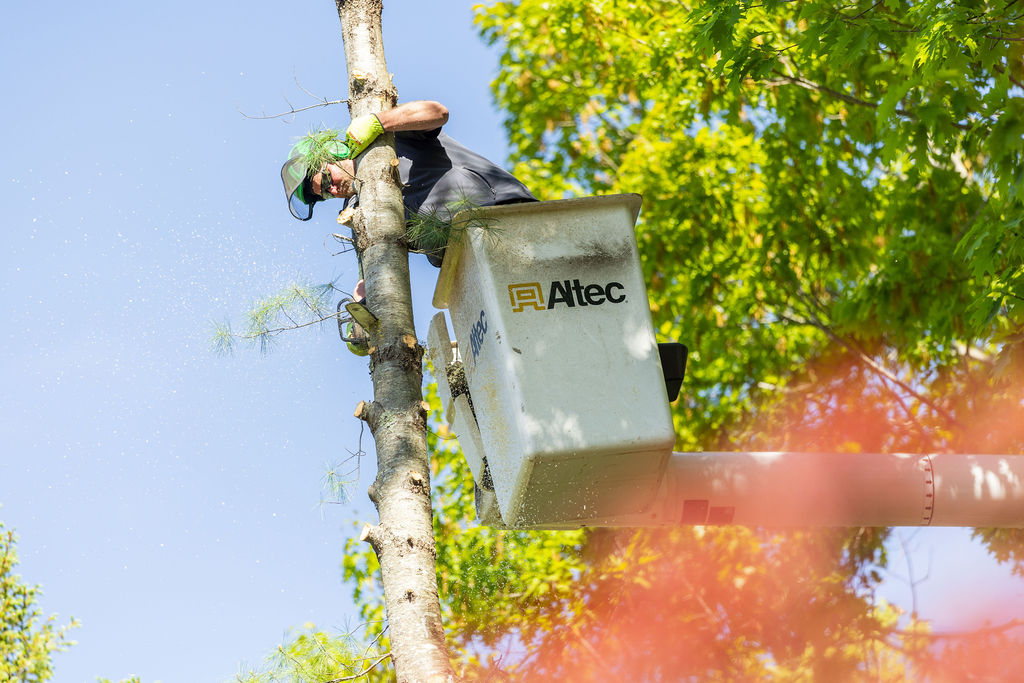 OrionTreeService 40