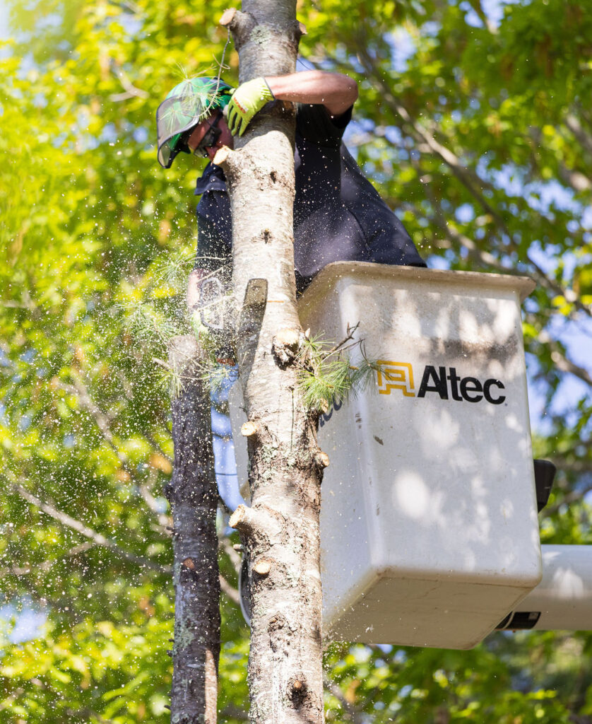 OrionTreeService 41