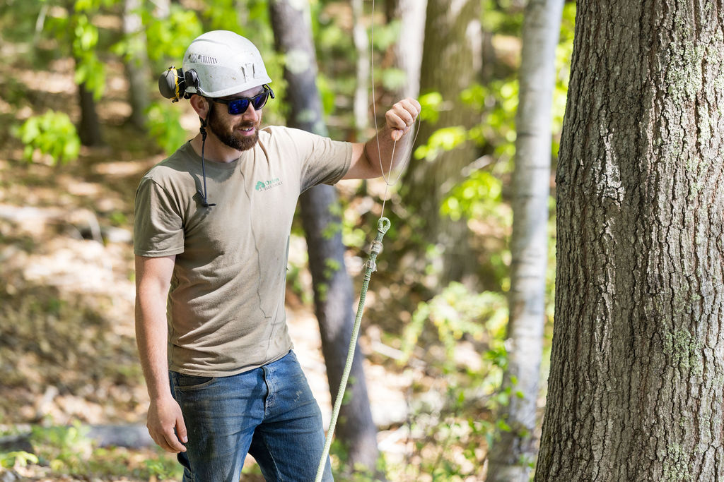 OrionTreeService 42