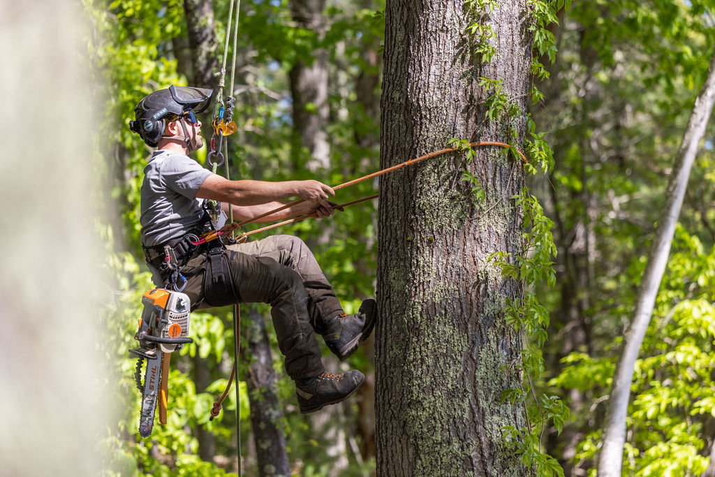OrionTreeService 45