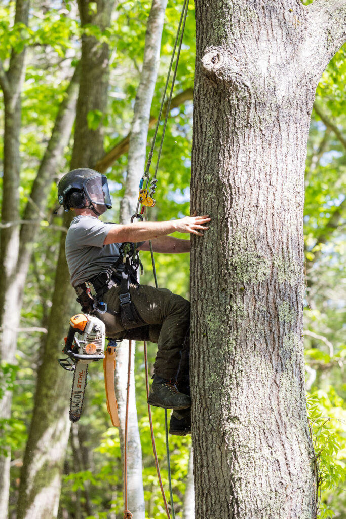 OrionTreeService 46