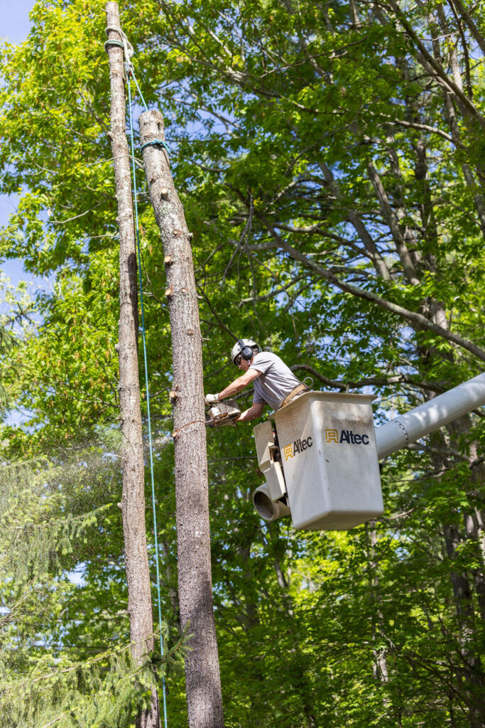 OrionTreeService 49
