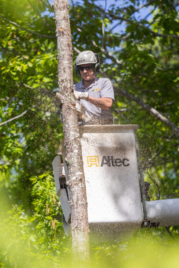 OrionTreeService 52