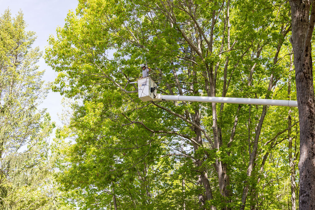 OrionTreeService 54