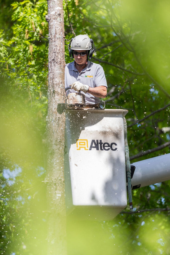 OrionTreeService 56