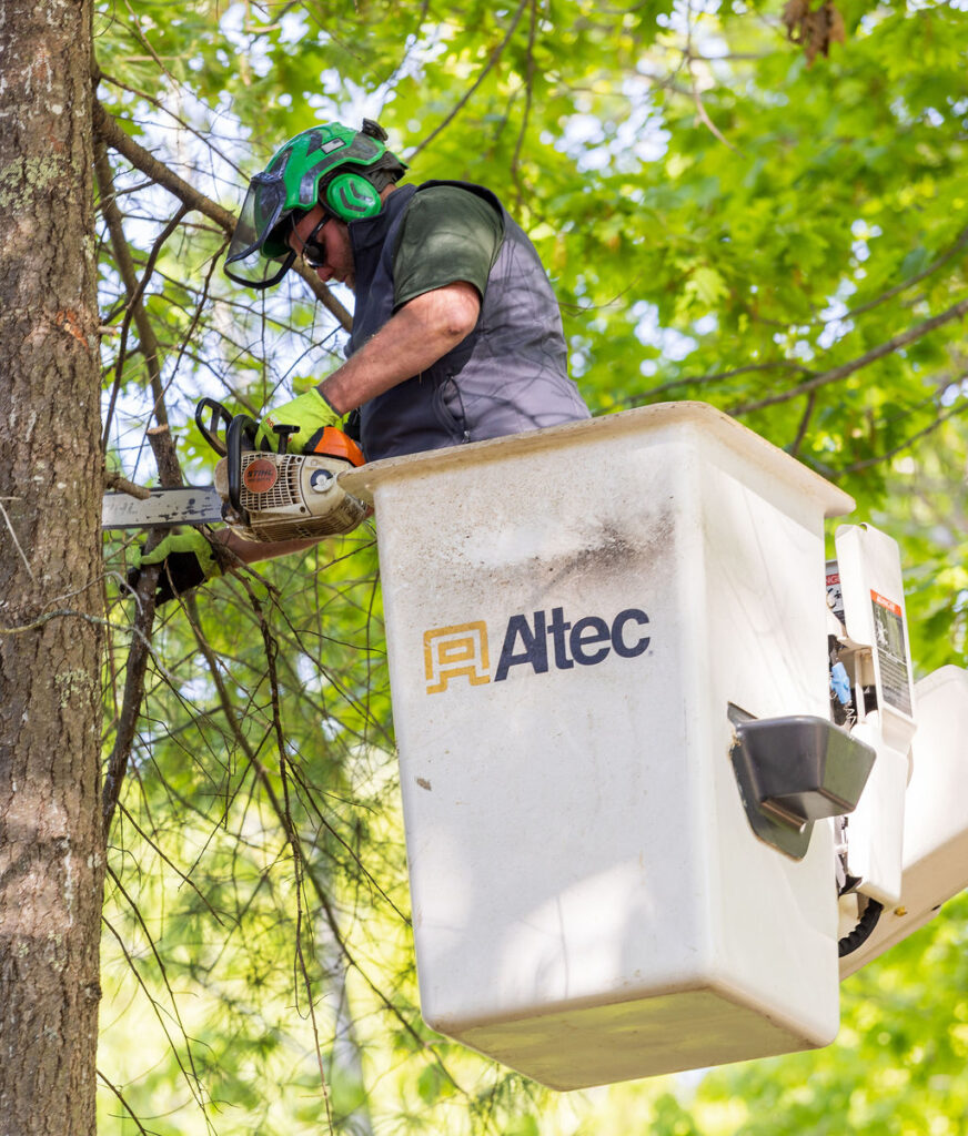 OrionTreeService 6