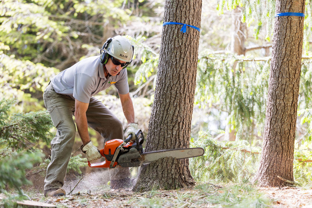 OrionTreeService 61