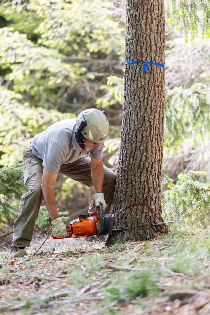 OrionTreeService 62