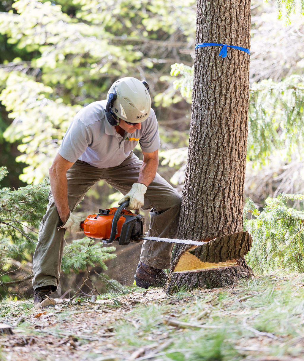 OrionTreeService 63