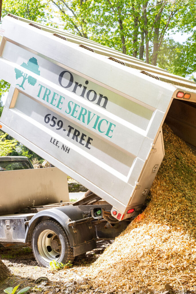 OrionTreeService 64
