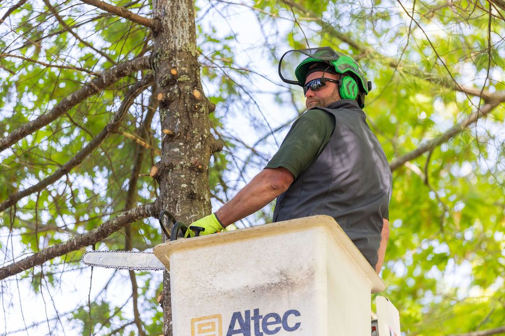 OrionTreeService 7