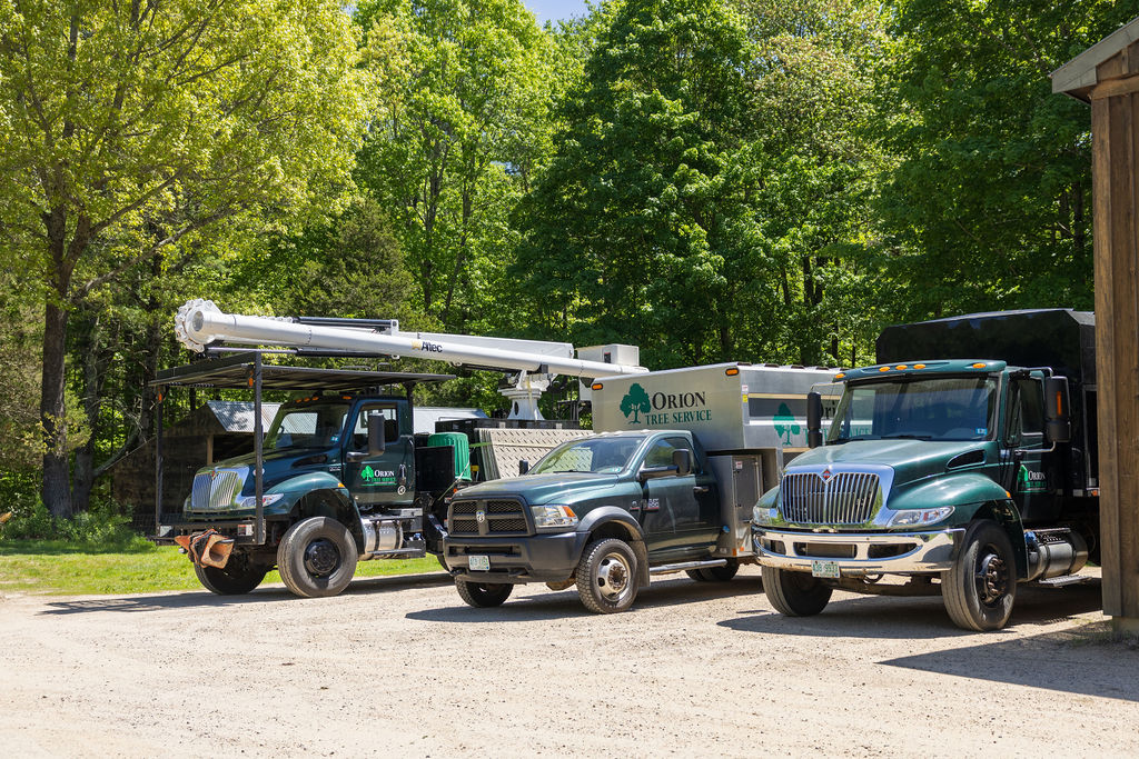 OrionTreeService 82